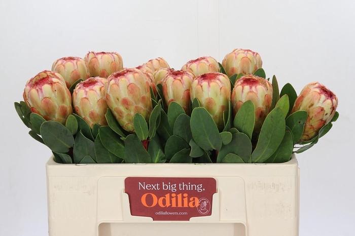 <h4>Protea Grandicolor</h4>
