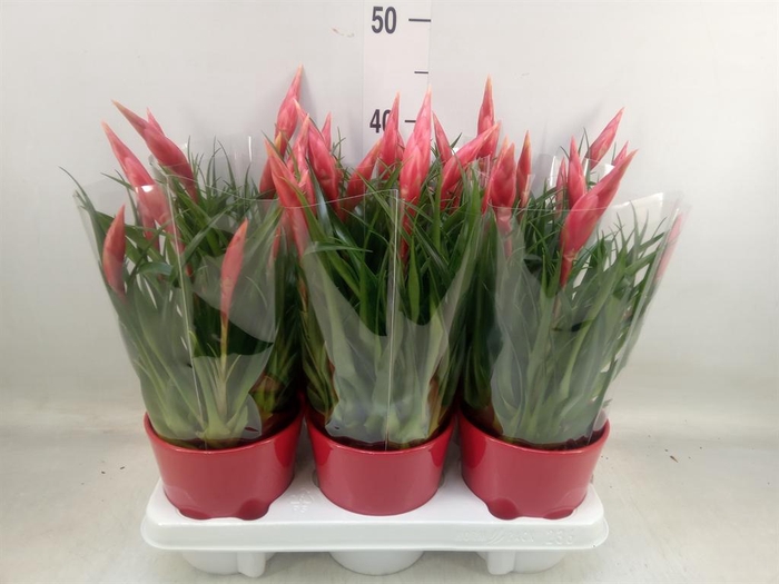<h4>Vriesea  'Astrid'</h4>