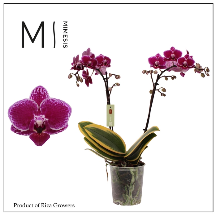 <h4>Phalaenopsis Magic Leaf 2 spike - 12cm | Mimesis</h4>