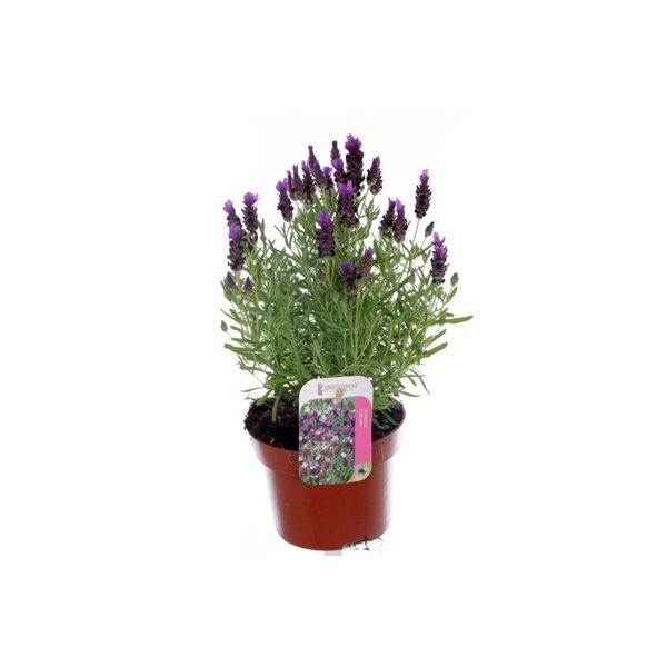 <h4>Lavandula stoechas Javelin Purple</h4>