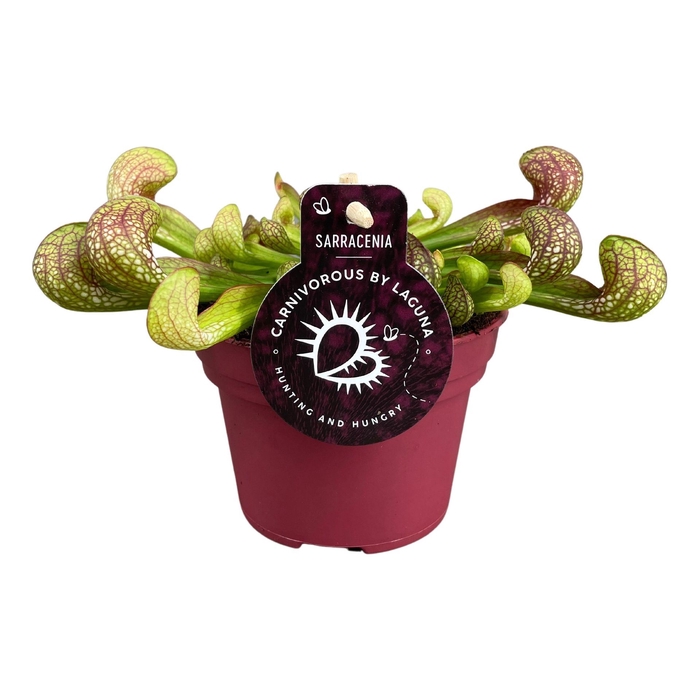 <h4>Sarracenia</h4>