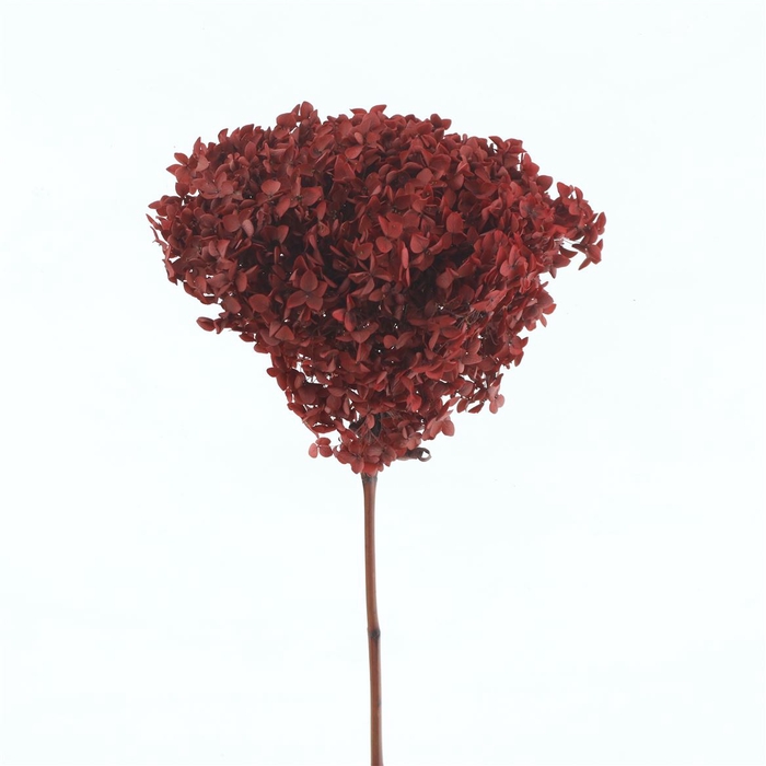 <h4>Pres Bleached Hydrangea Anna Dark Cerise</h4>