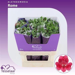 Alstroemeria Rome