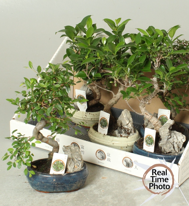 <h4>BONSAI GEM</h4>