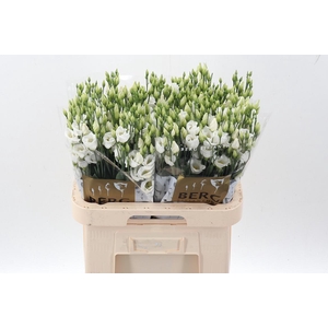 Eus E Picco White