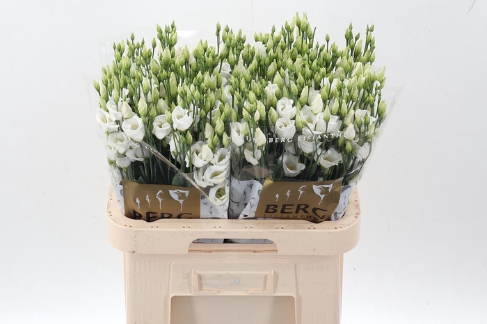<h4>Eus E Picco White</h4>