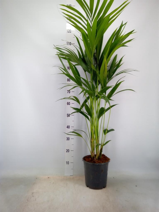 <h4>Howea forsteriana</h4>