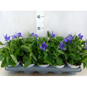 Platycodon grand. 'Pop Star Blue'