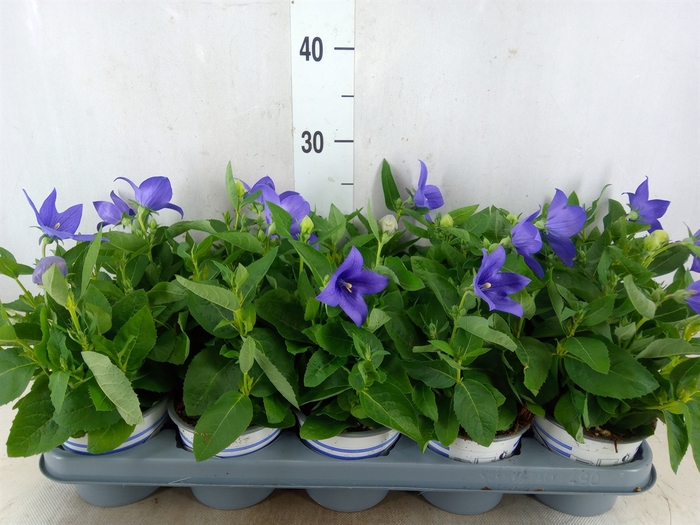 <h4>Platycodon grand. 'Pop Star Blue'</h4>