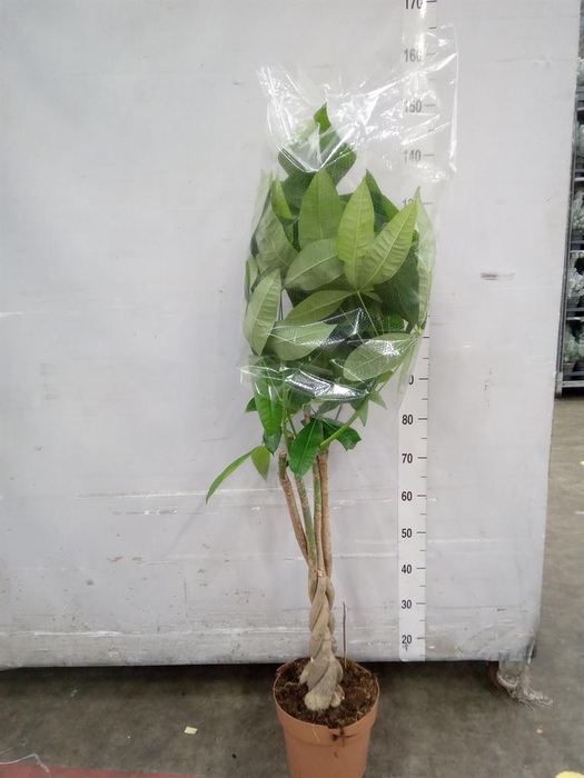 <h4>Pachira aquatica</h4>