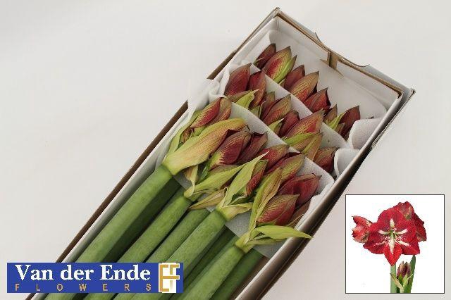 <h4>HIPP GA BARBADOS</h4>