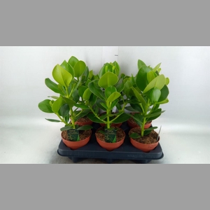 Clusia rosea 'Princess'