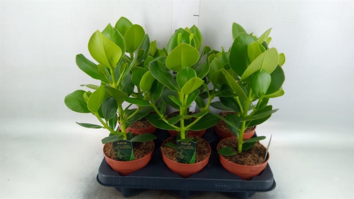 <h4>Clusia rosea 'Princess'</h4>