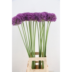 ALLIUM GROOTBLOEMIG