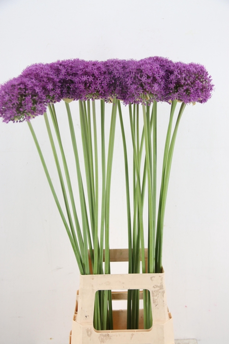 ALLIUM GROOTBLOEMIG