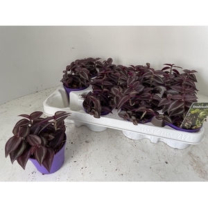 TRAD ZE PURPUSII