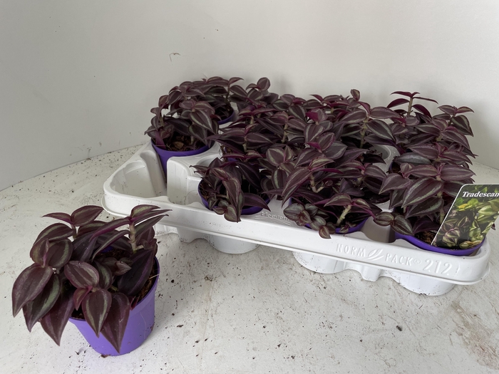 <h4>TRAD ZE PURPUSII</h4>