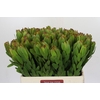 Leucadendron Goldstrike