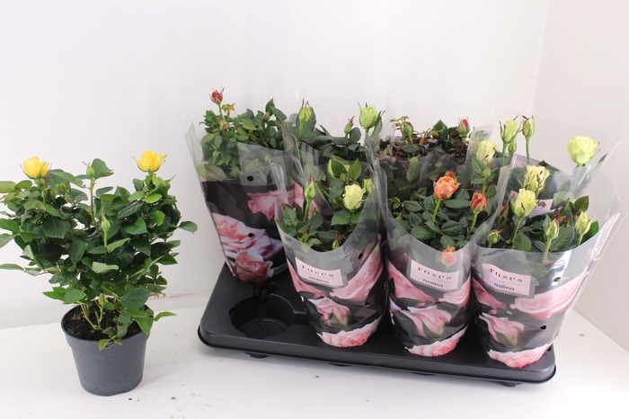 <h4>RO PATHIT GEM 5 SRT</h4>