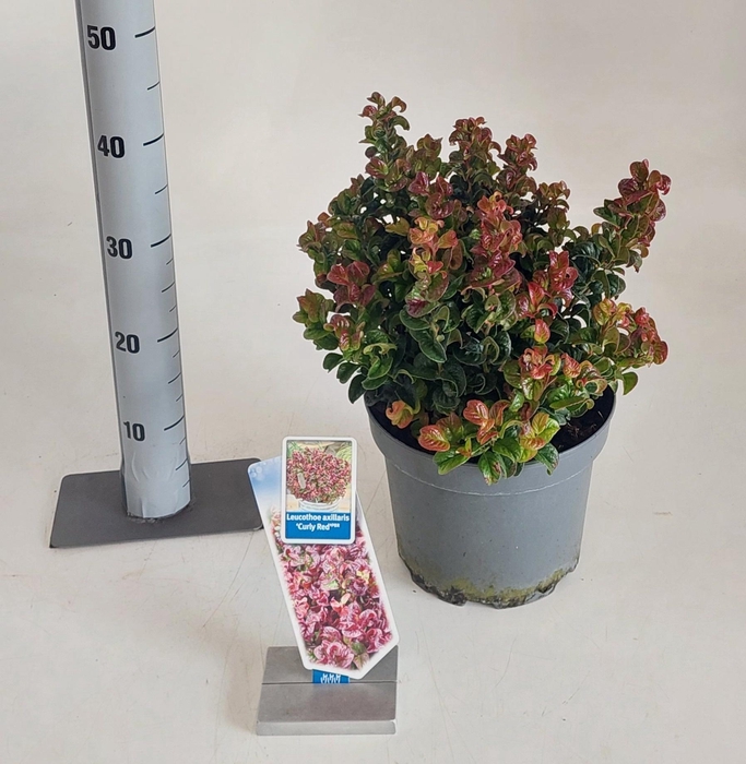 <h4>LEUCOT AX CURLY RED</h4>