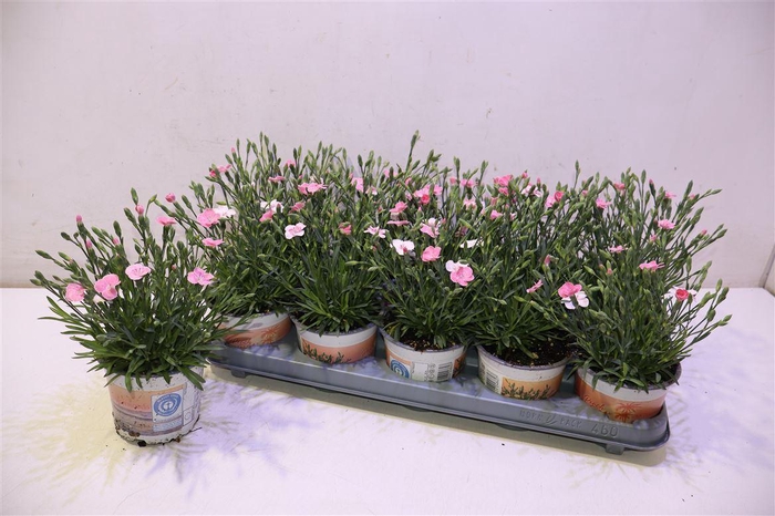 <h4>arr8 Dian Di Peach Party</h4>