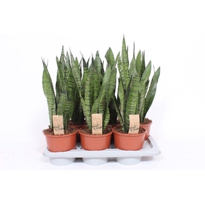 Sansevieria zeylanica