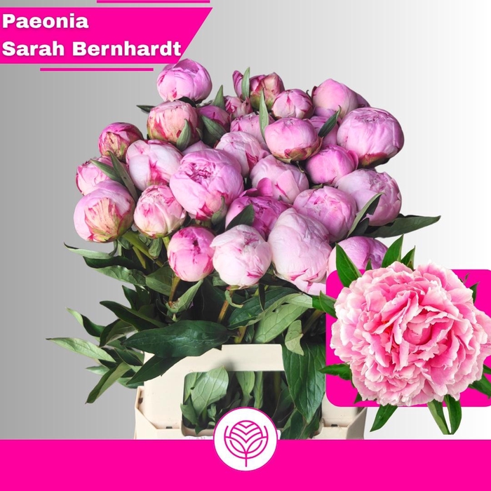 <h4>PAEO L SARA BERNHARD</h4>