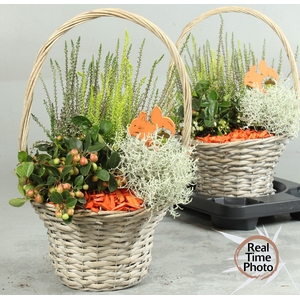 ARR TUINPLANTEN