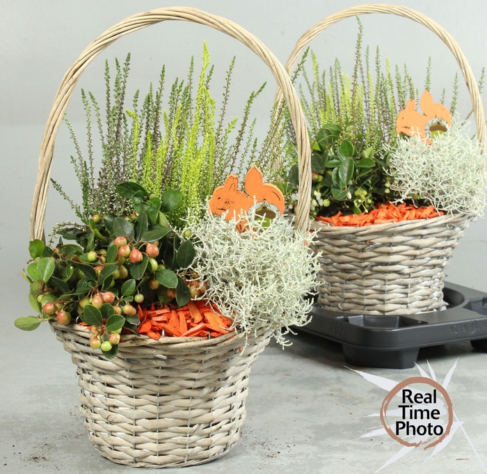 <h4>ARR TUINPLANTEN</h4>