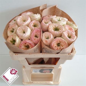 Rosa a grande fleur Pinky Pie!
