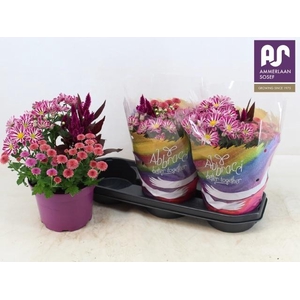 PERKPL GEM IN POT