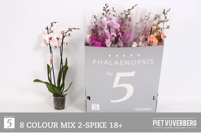 <h4>PHAL GEM 8 KL</h4>