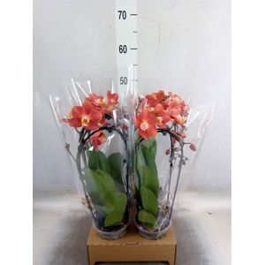 Phalaenopsis  'Elegant Cascade'