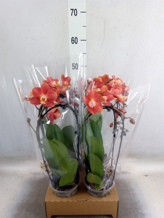 <h4>Phalaenopsis  'Elegant Cascade'</h4>