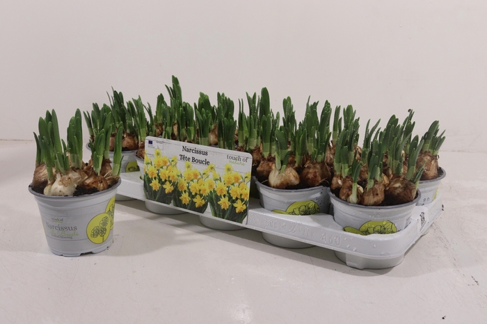 <h4>NARC D TETE BOUCLE</h4>