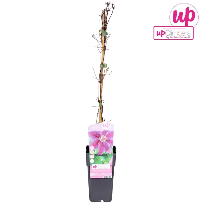 <h4>Clematis Ruppel</h4>