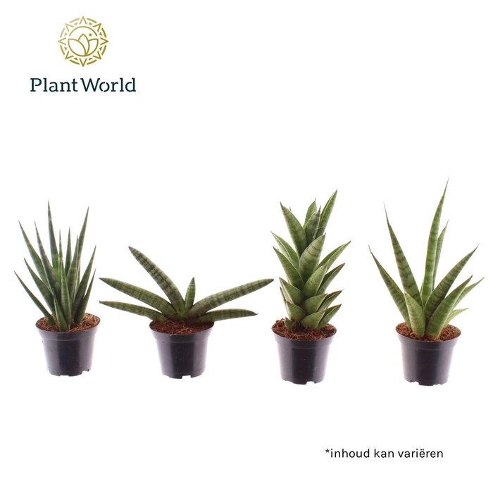 Sansevieria Cylindrica