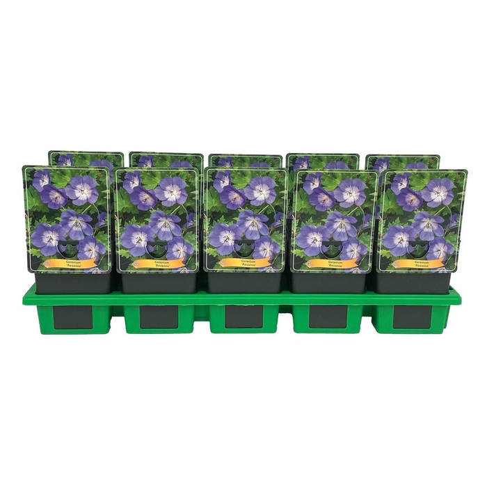 <h4>Geranium Rozanne</h4>