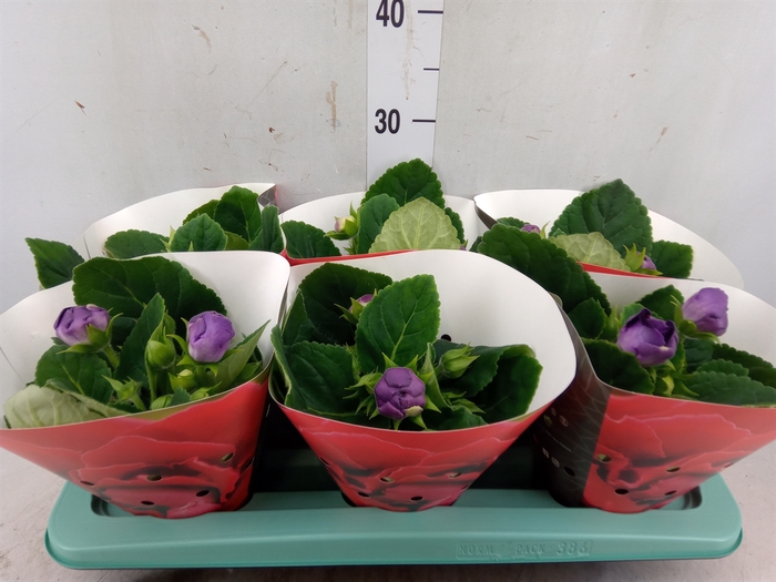 <h4>Sinningia  'Sonata Violet'</h4>