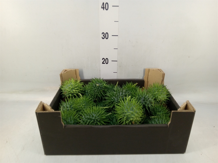 <h4>Cucumis hirsitus   .../stuk</h4>