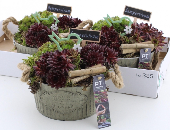 <h4>ARR SEMPERVIVUM</h4>