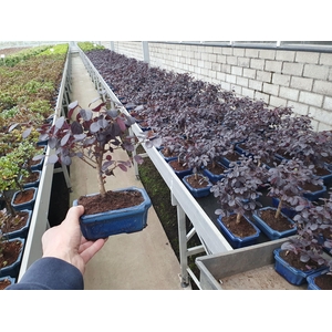 loropetalum rubra, 15 cm broom, without drip tray