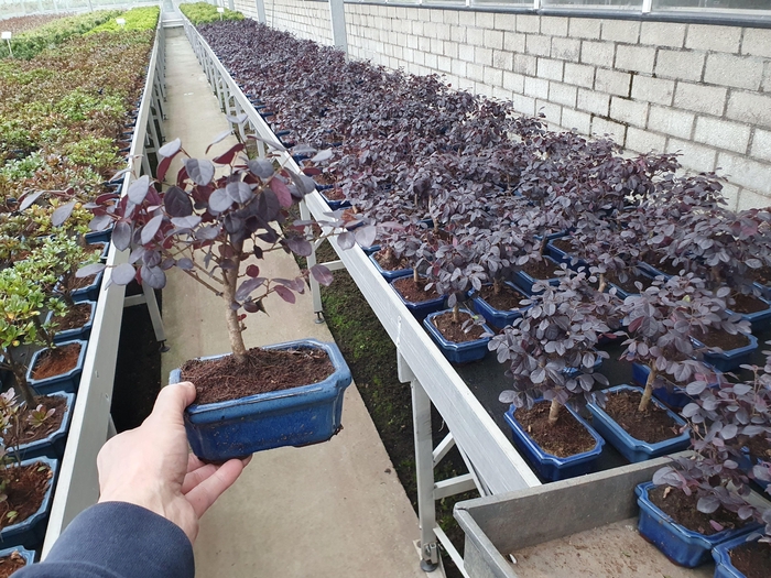 <h4>loropetalum rubra, 15 cm broom, without drip tray</h4>