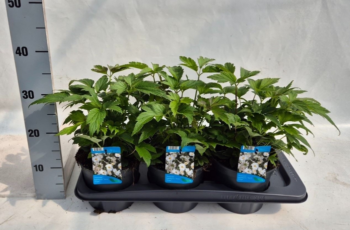 <h4>Anemone hybrida 'Honorine Jobert'</h4>