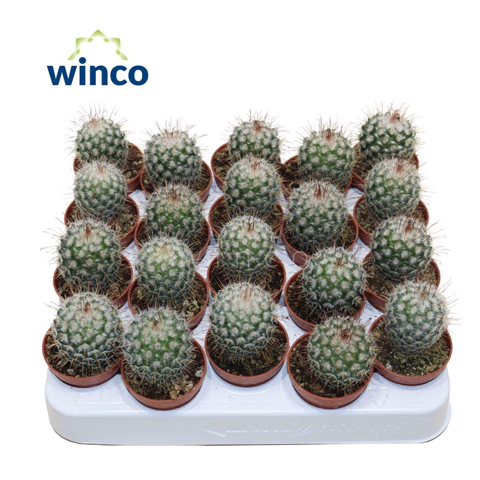 <h4>Mammillaria Bombycina</h4>