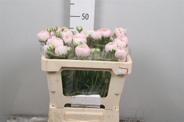 <h4>Ran Su Favola</h4>