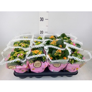 Kalanchoe blos.   ..mix