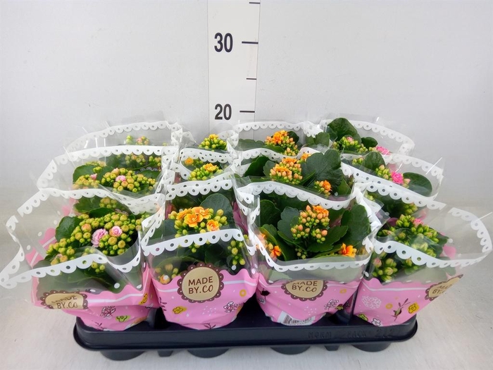 <h4>Kalanchoe blos.   ..mix</h4>