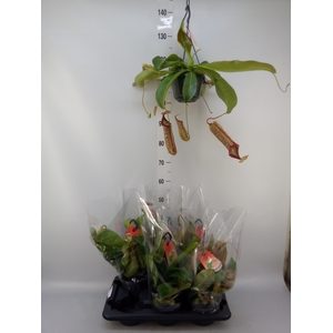 Nepenthes    ...