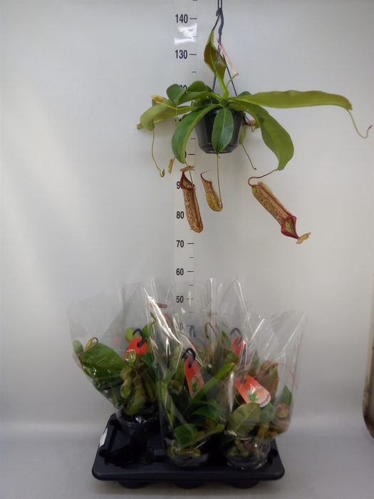 <h4>Nepenthes    ...</h4>